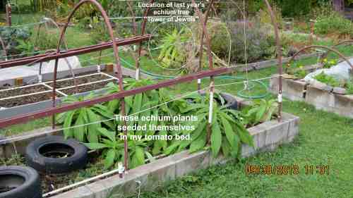 I was hoping the echium would throw some volunteers.  I didn't see them at first, but here they are, in my tomato bed.