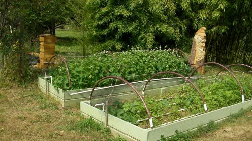 Sept. 9, 2012...about 5 weeks after planting, buckwheat is looking good.  Bees are on the blossoms already.