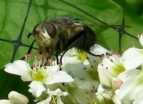 A fly mimicing a bee on the buckwheat blossom.