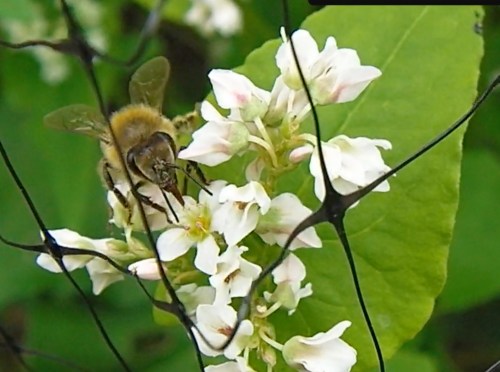 Sept. 9, 2012...Honeybees attending to the buckwheat blossoms.