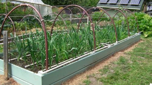 Carrots and leeks growing well
