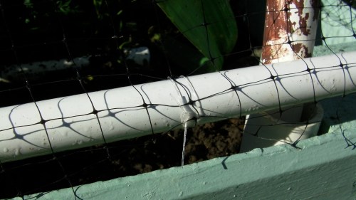 Deer love carrot tops, so to avoid building a 10' (3 m) fence all around the garden, we opt to net everything.  I've tried twine, wire, and now fishing line