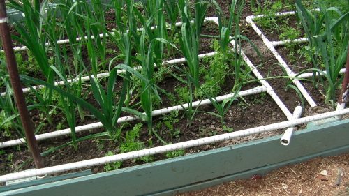 Drip water grid.  By not gluing the joints, I can use the same hose to grid connection, by slipping it off one grid, and onto the other.