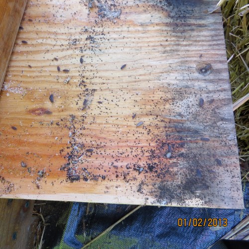 Warre Hive Floor Board...Learning how to read the floor board.