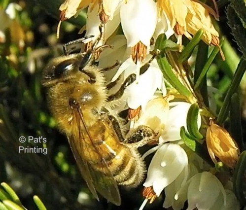 Bee on heather, 2-14-13, right up the street from Tom and Karen's house.
