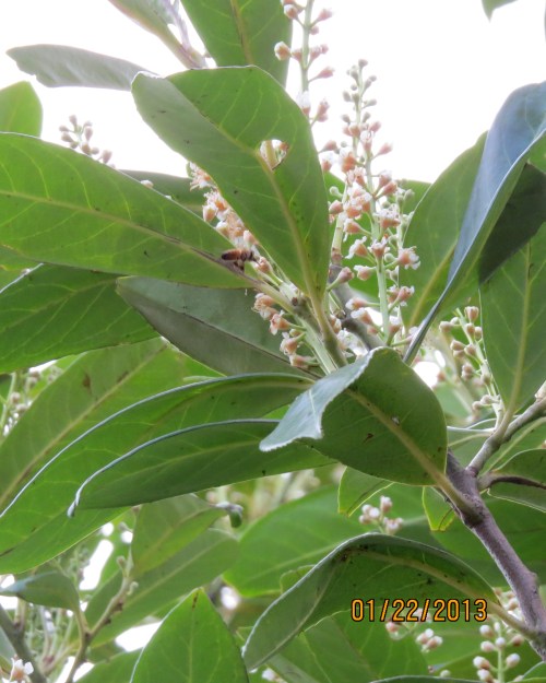 Laurel blooming by Bonnie's house