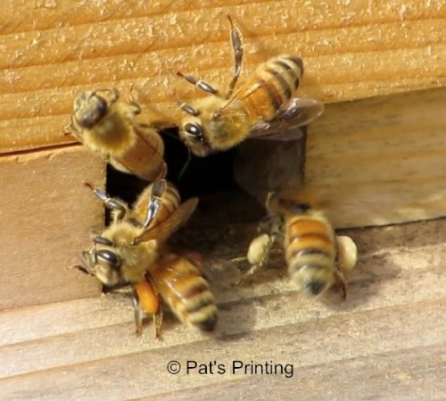 Could this be pollen from the laurel bush?  It's been blooming since Jan. 22.
