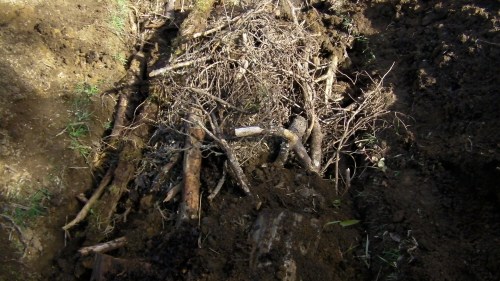 Not as neat and tidy as the Hugelkulture web site, but hey, let's face it, nature is messy.