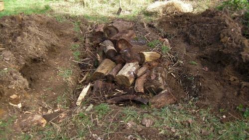 Added more rotting logs this end