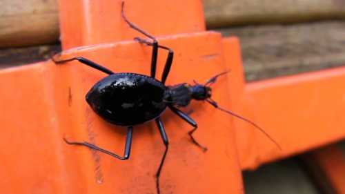 Don't know what this black beetle is, but it came out of the wood and it's going back in.