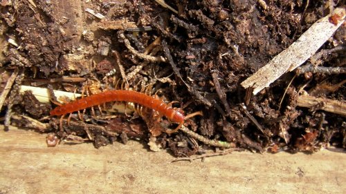 Centipede roaming around in the power wagon...into the bed!