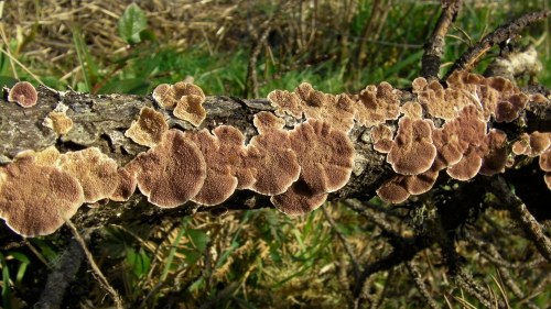 White tinged dusty pink mushrooms on log.  It would be a shame to burn it...toss it into the pit.