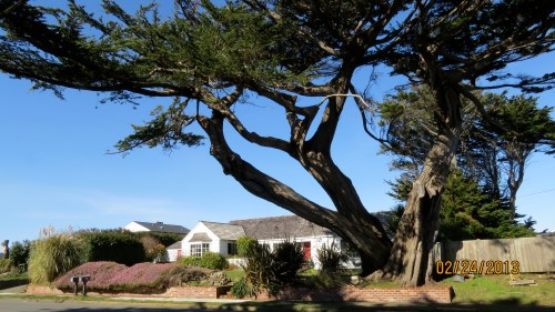 Baldwin Cypress now...Shindler house in background