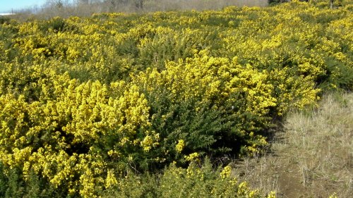 Gorse growing in city limits