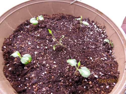 Thunbergia Transplants, also called Black-eyed Susan vines, attract leaf cutter bees.