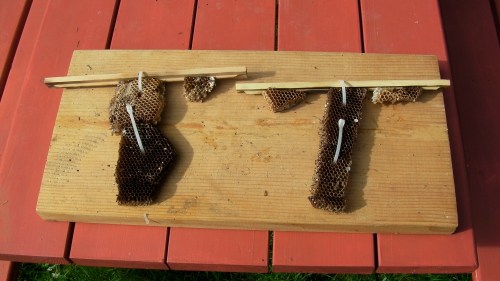 Comb 'ladders' attached to bars.  This pathetic looking comb has been in the freezer for 4 to 5 months.  My wife will be happy to have the extra room