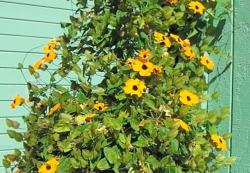 This is what we are aiming for...last year's vine...and where we saved seed from.