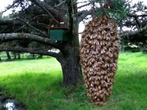 Because of the angle the picture was taken, this swarm looks bigger than it is.  Tree hive in background.