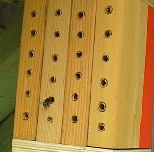 Mason bee entering straw tube in wood block