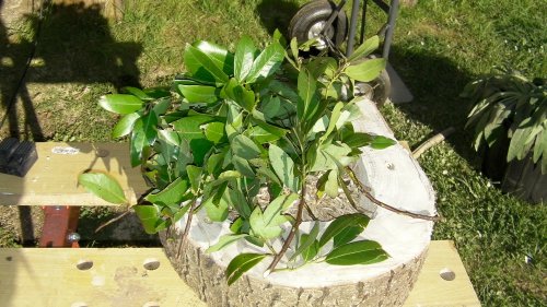 Myrtle leaves and sawdust for the bottom of the hive.