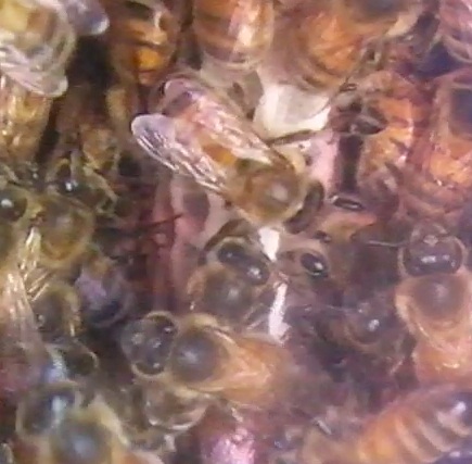 April 26, Natural comb can be seen on Day 9.