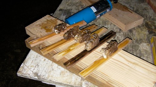 I've been saving the last of the old comb in the freezer.  It's time has come. 