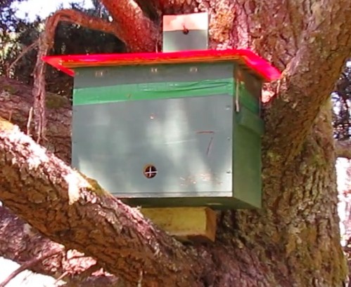 Tree hive, and how it got here