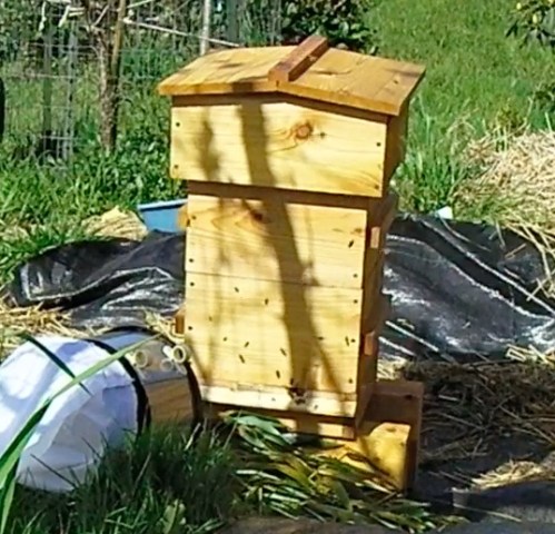 Bees flying orientation flights.