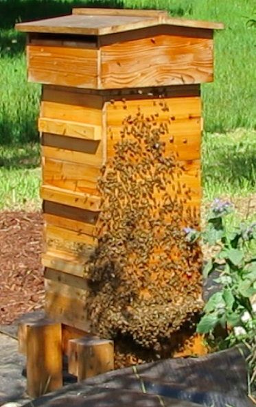 At 10:15 am, it's still growing so I tang faster, wondering if I'm crazy