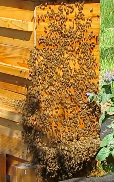 At 10:20 am, it almost looks like they are calming down