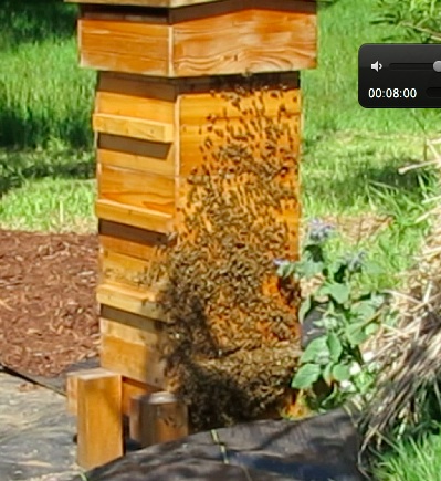 At 10:28 am after about 10-12 minutes of tanging, they are headed back in