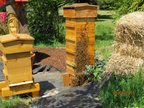 At 11:05 there are quite a few  on the front, but fewer are flying around and they are flying lower.