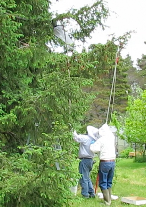 This calls for the Steinkrauss-Morse swarm retriever