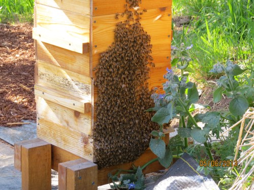 At 4:38 pm, I checked on them again.  Looks like they decided to stay on the outside. 