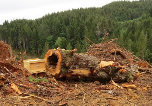 This large hollow tree was found during a logging operation along the Oregon Coast. 