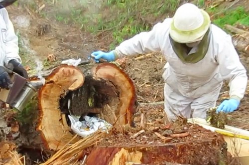 The first comb is put into the Lang.