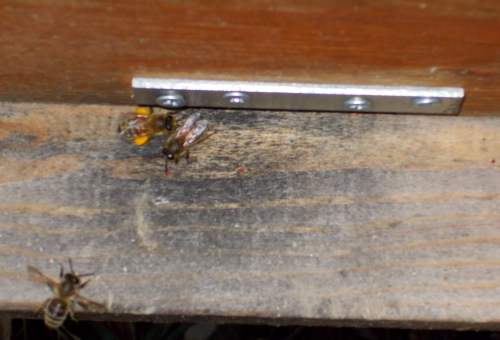 January 26, 2014...a bee with orange pollen entering hive.  Does that indicate the queen has started to lay?