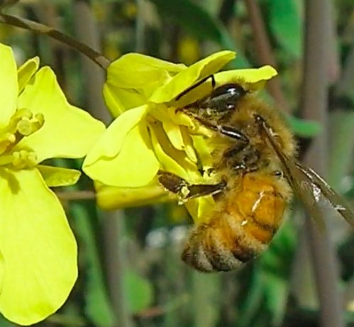This is the tail end of the kale flowers.  In April, the bees were so busy on the kale you could hear the happy humming.  In June when I'm finally posting this, the kale has been pulled and hung so the seed pods can dry out.
