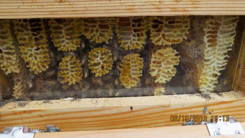 Bottom box (#1) over wintered successfully.  