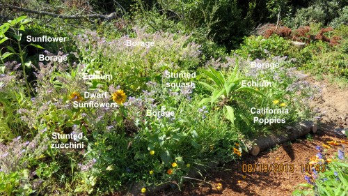 Looking at the north side.   Clearly I should have listened to my wife when she warned me that squash wouldn't do very well the first year.