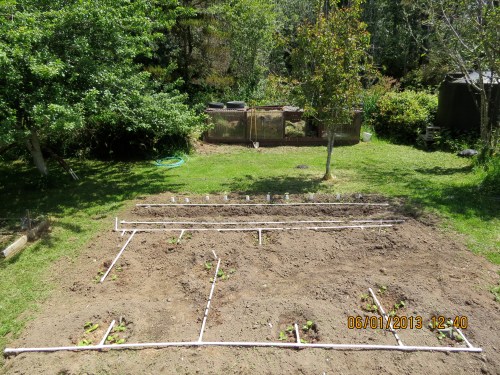 Squash and corn area 6-1-13, with water grid.