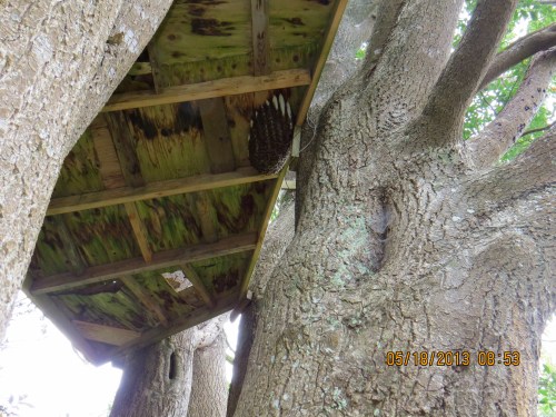 A hive under tree house on steep slope