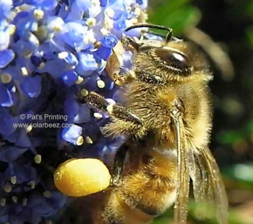 June 3, 2013...Ceanothus