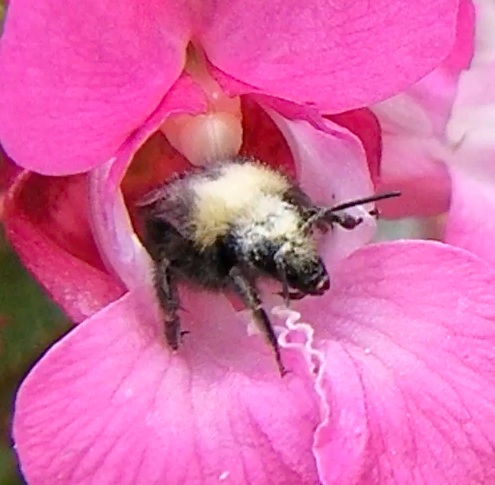 This could be a Yellow-faced Bumble Bee,  Bombus vosnesenskii, or possibly a Bombus Californicus...I can't tell the difference.