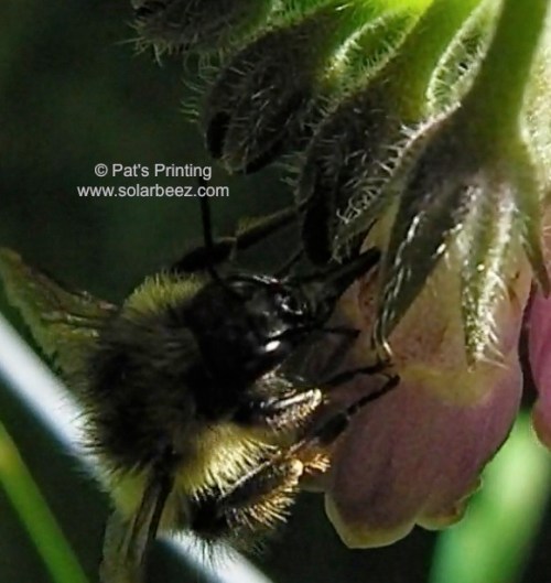 Sometimes a bumblebee will stab a hole directly into the nectary, bypassing the pollination route...other bees will use that hole as well.  It's a good thing comfrey can spread by root propagation.