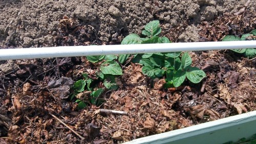 I space the potatoes at 9" apart.  The holes are drilled in the pvc at that distance.  This stick is the length of all my potato beds.  When I finish with one, I can move it to the next row.  I use it year after year, but you know, you have to rotate your crops.  Don't follow tomatoes with potatoes, or potatoes with potatoes.