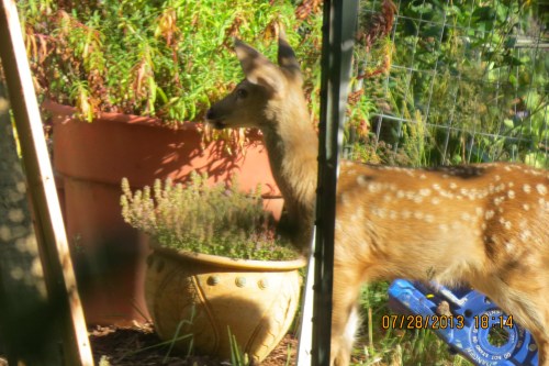This new fawn was frisking around like they do.  I was able to catch it by waiting it out.