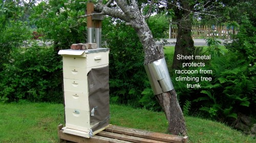 I had noticed the sheet metal wrapped around Hal's plum tree every time we looked at his bee hives.  One day I asked about it.  "It's to prevent the raccoons from getting a foot hold on the plum tree."
