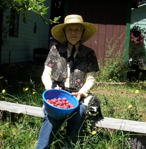 My sweetheart has enough plums for the first batch of plum jam.