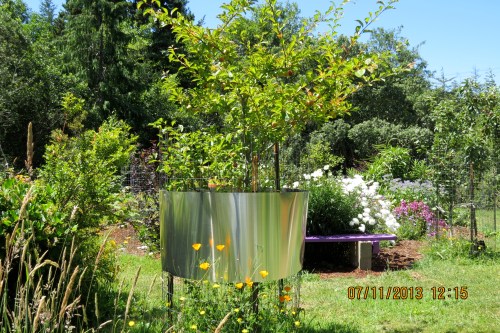 This young tree even has plums.  I didn't want to pull off the deer fence so I hung the sheet metal on it, hoping the height is up far enough that the raccoons can't climb it.  The plums are getting ripe so we'll soon find out.